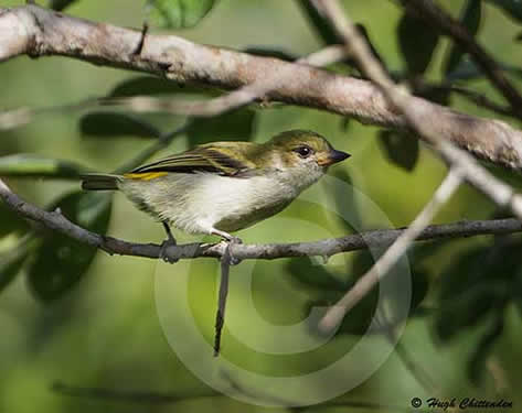 Green Tinkerbird