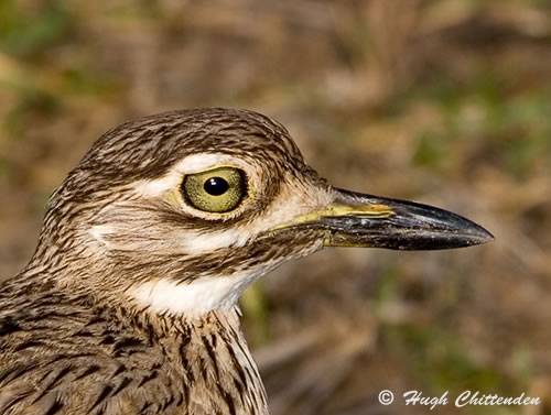 Water Thick-knee