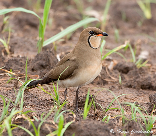 Collared Pratincole standing near a nest