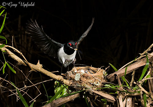 Black-throated Wattle-eye