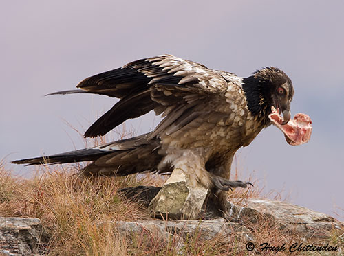 imm Bearded Vulture about to fly off with a bone